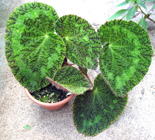 B. sizemoreae